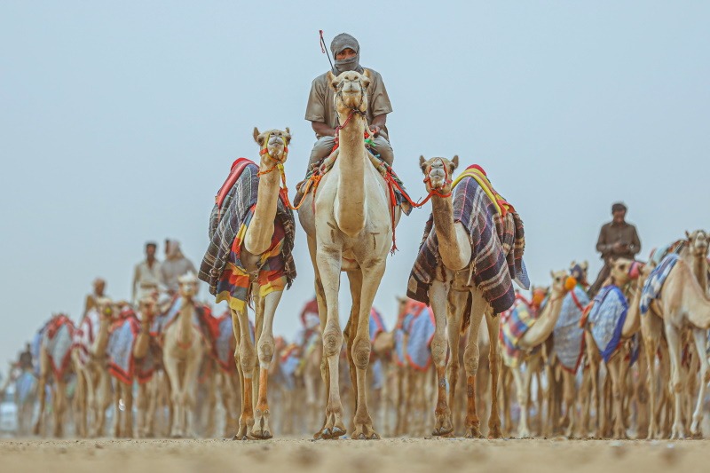 فعاليات وأنشطة متنوعة بانتظار الجماهير ضمن كأس العُلا للهجن