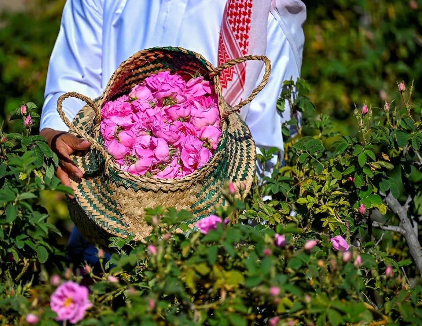  الورد الطائفي.. نقطة التقاء محبي السياحة والثقافة وركيزة جاذبة في المهرجانات المحلية والدولية