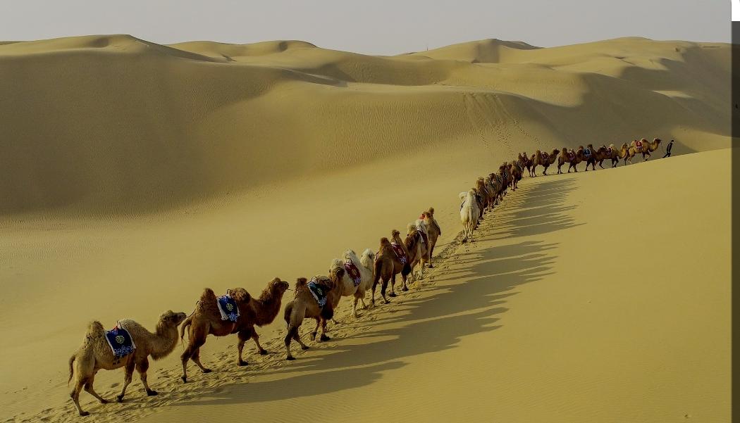 شهادة