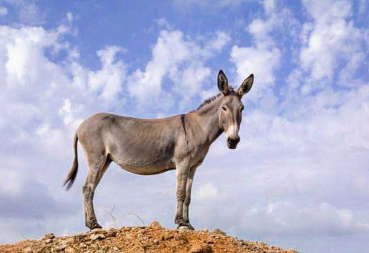 ذهب الحمار بأم عمرو