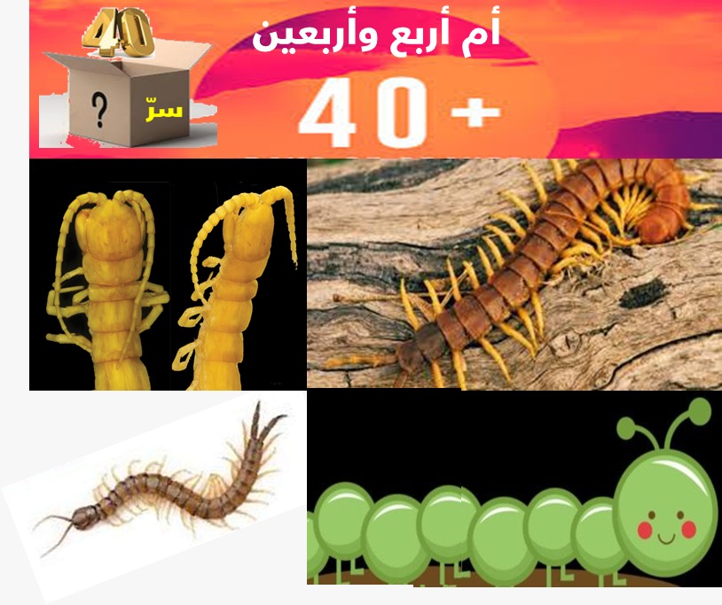 الزائدة (37) أم أربعة وأربعين