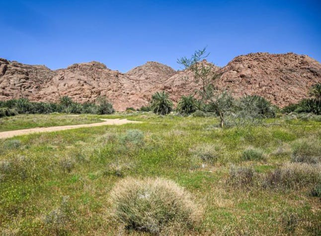 ربيع أجا.. خضرة ومياه تعيد تشكيل جمال الطبيعة في حائل