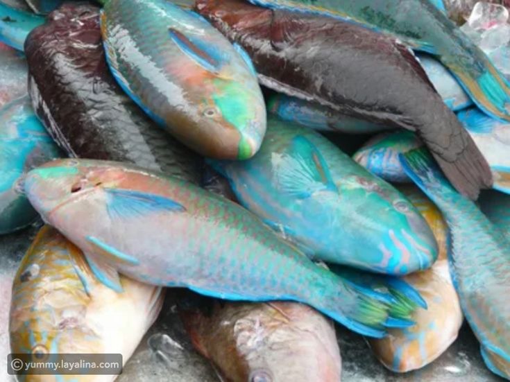 ظاهرة سمك الحريد 