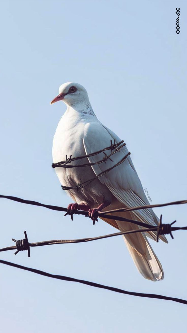 تغريدة خلف الجراح